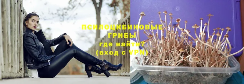 Псилоцибиновые грибы Magic Shrooms  Трубчевск 